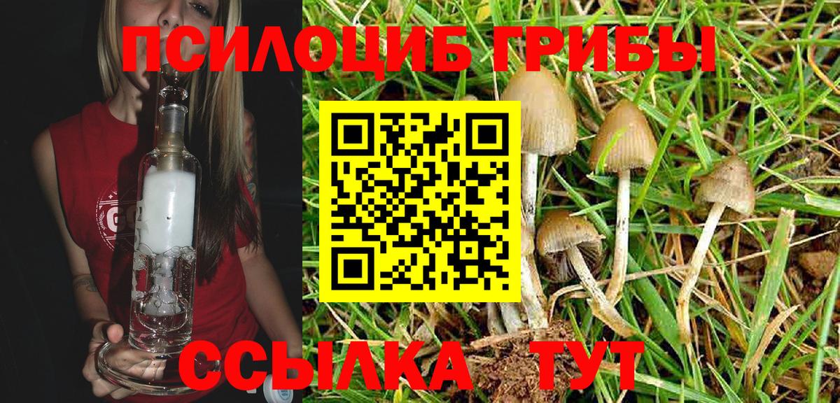 Псилоцибиновые грибы прущие грибы  Йошкар-Ола  закладка  Псилоцибиновые грибы GOLDEN TEACHER 